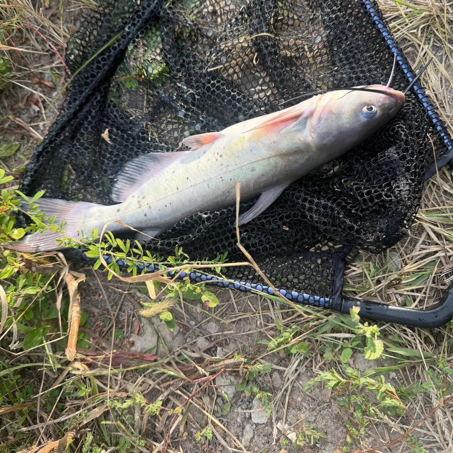 Channel catfish caught on Fishbrain