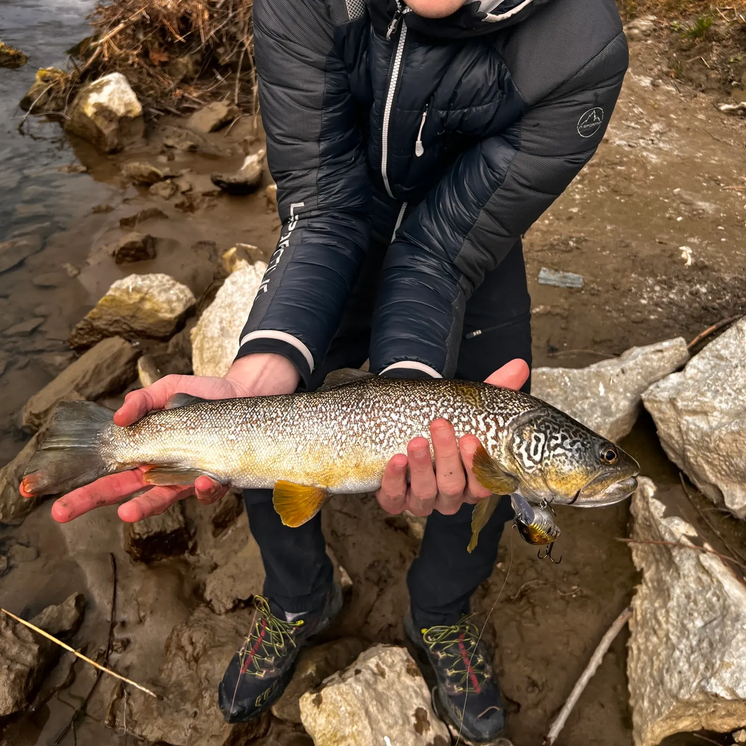 The most recent Marble trout catches on Fishbrain