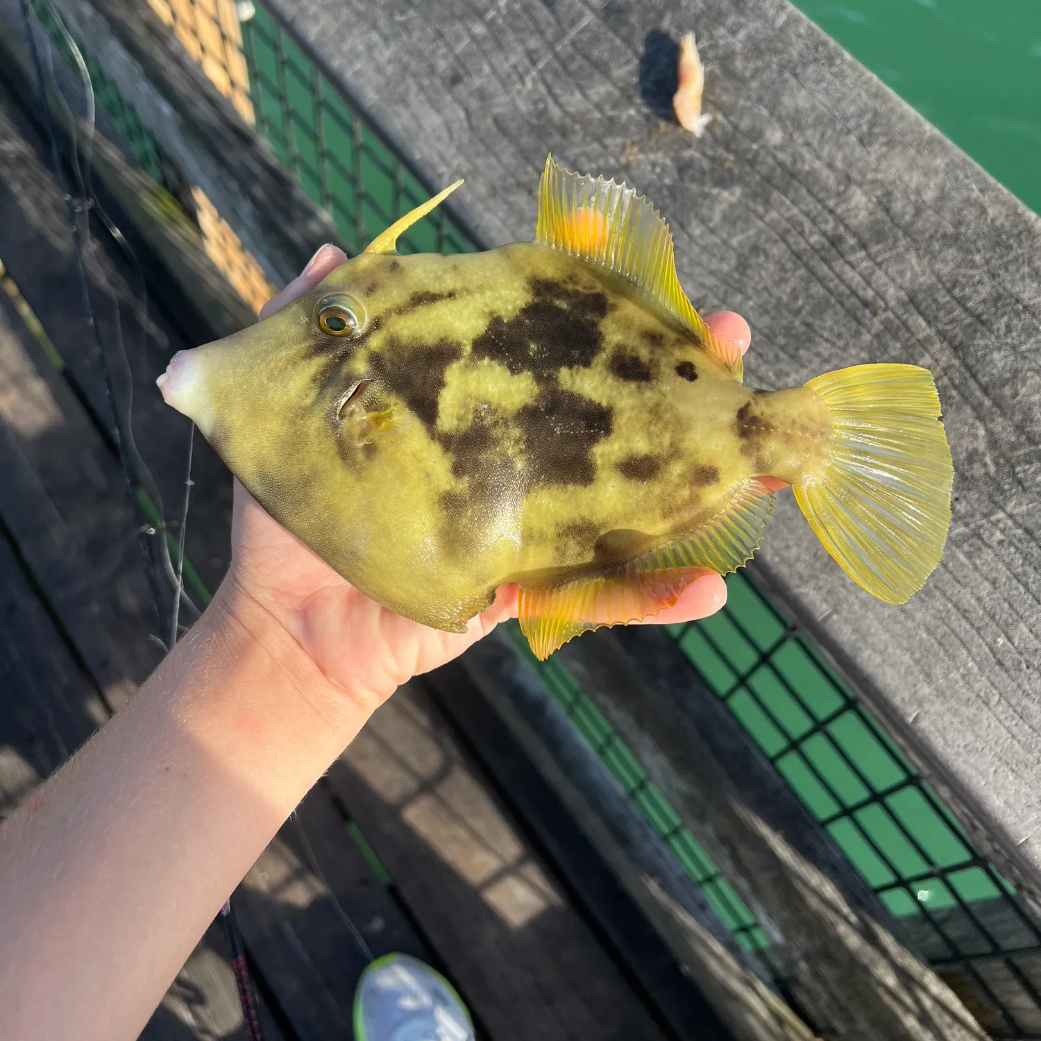The most recent Planehead filefish catches on Fishbrain