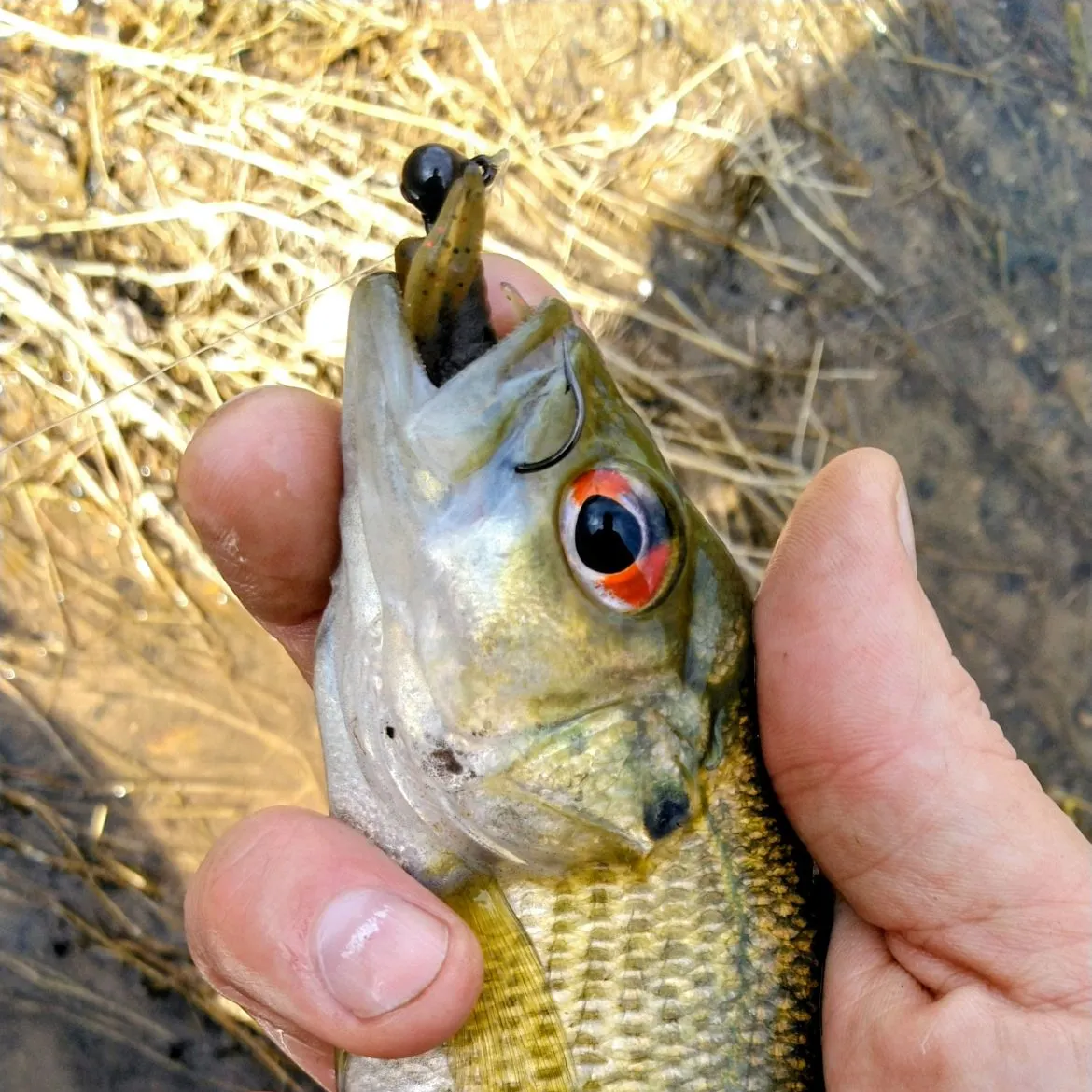 The most recent Rock bass catches on Fishbrain