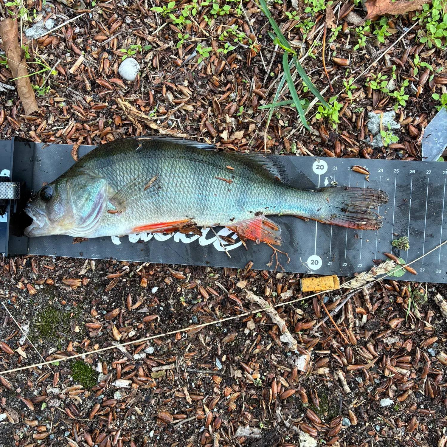 European perch caught on Fishbrain
