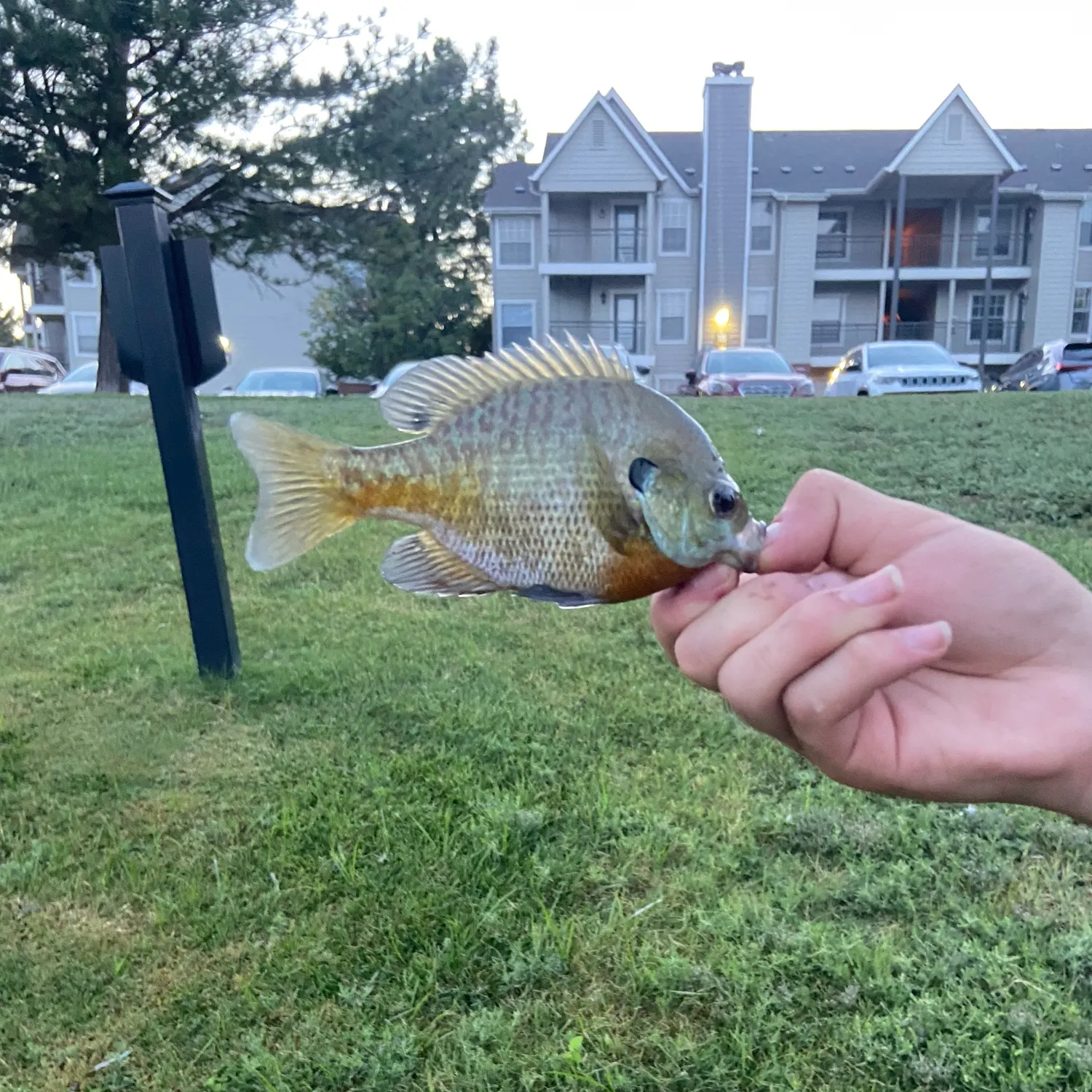 Bluegill caught on Fishbrain