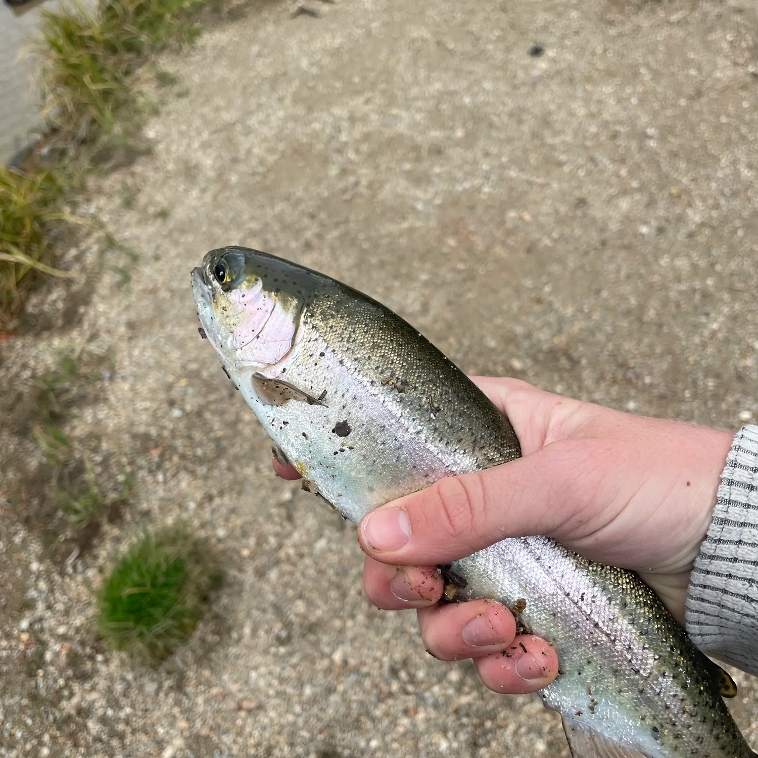 Rainbow trout caught on Fishbrain