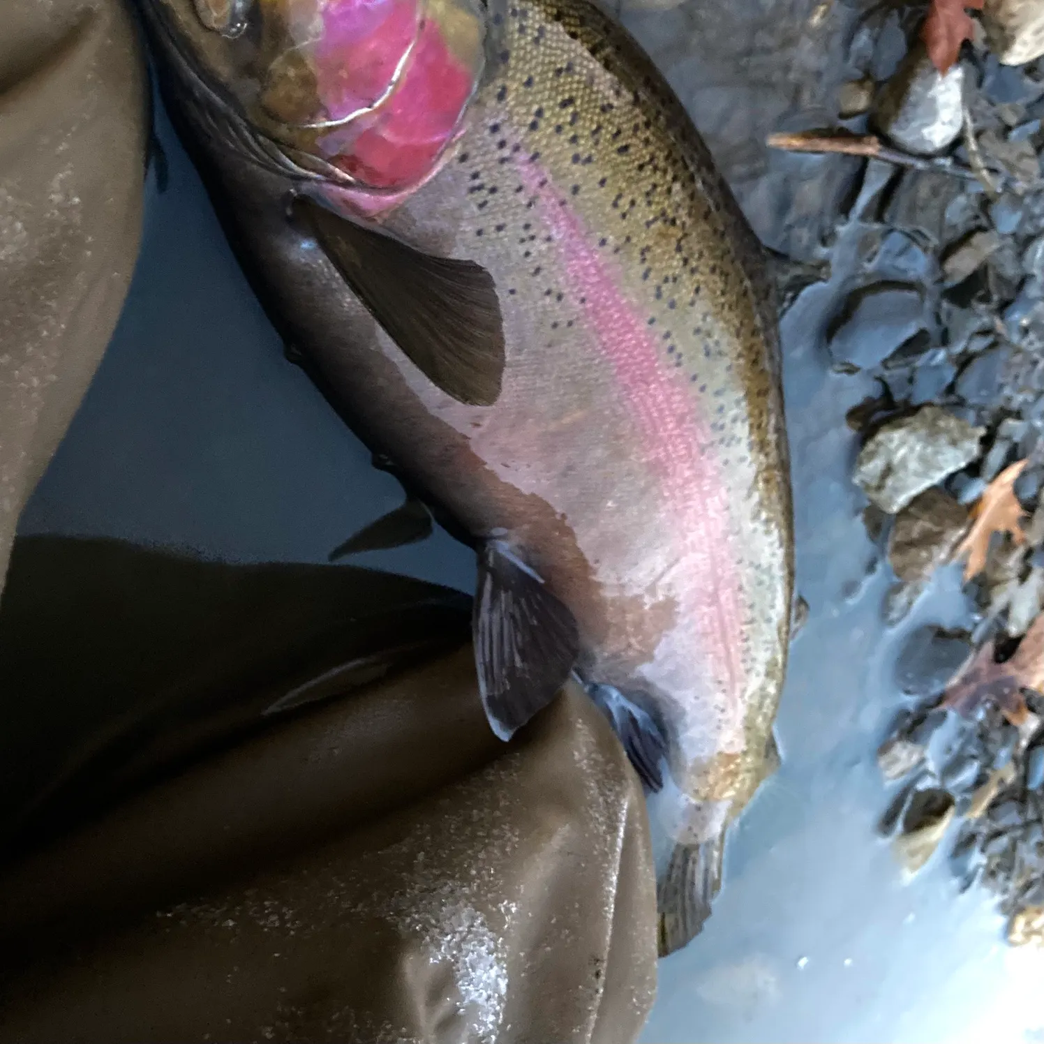 The most recent Steelhead catches on Fishbrain