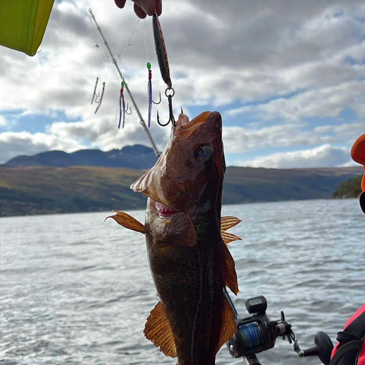 Atlantic cod caught on Fishbrain