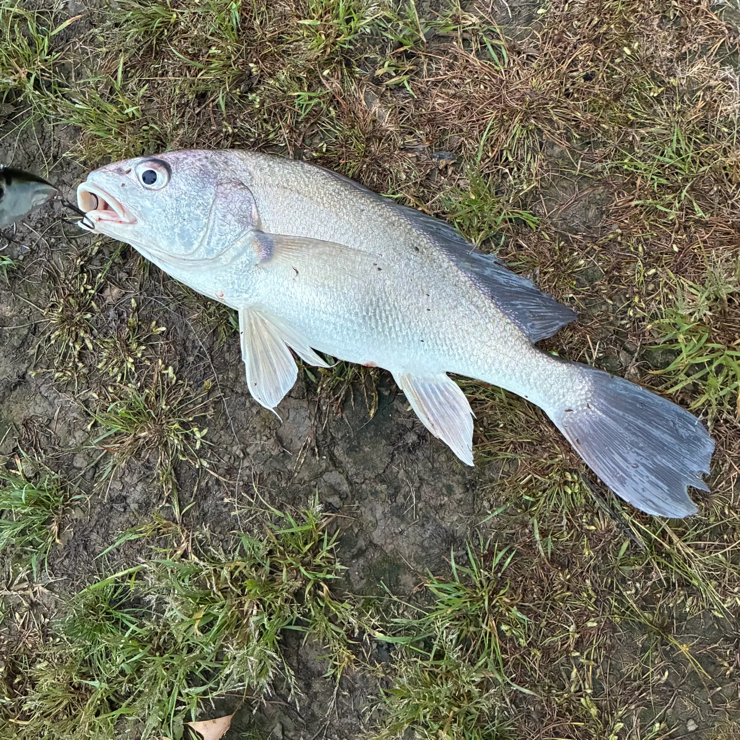Freshwater drum caught on Fishbrain