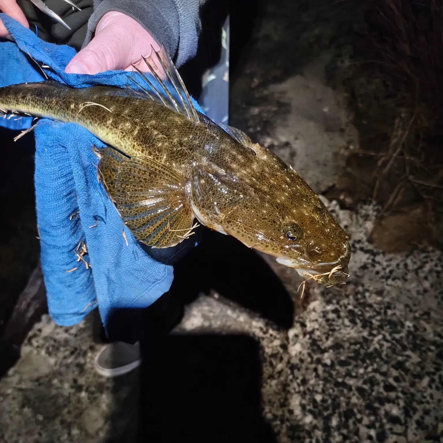 Dusky flathead caught on Fishbrain