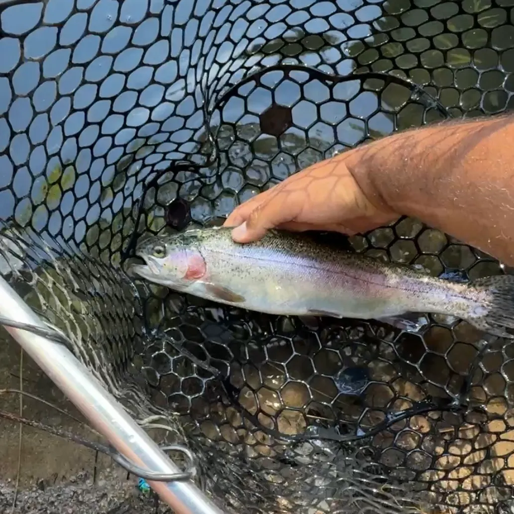 Rainbow trout caught on Fishbrain