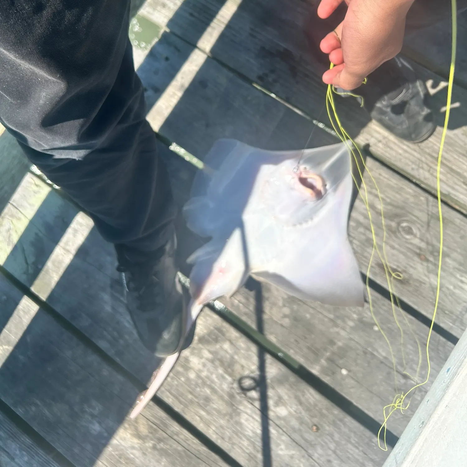 The most recent Blue skate catches on Fishbrain