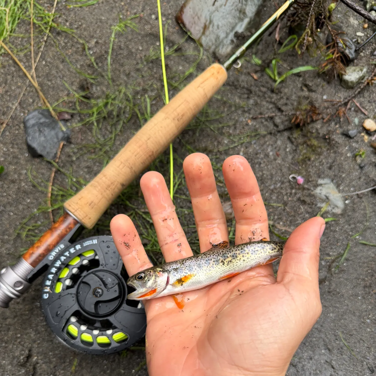 Fish caught on Fishbrain