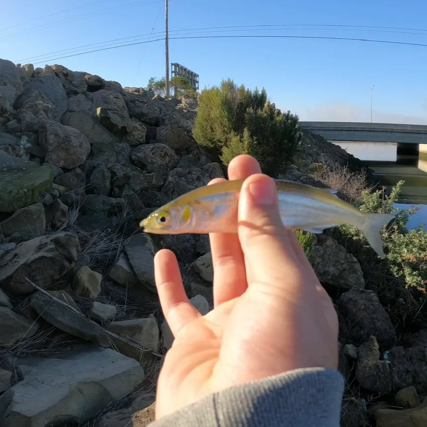 The most recent Surf smelt catches on Fishbrain