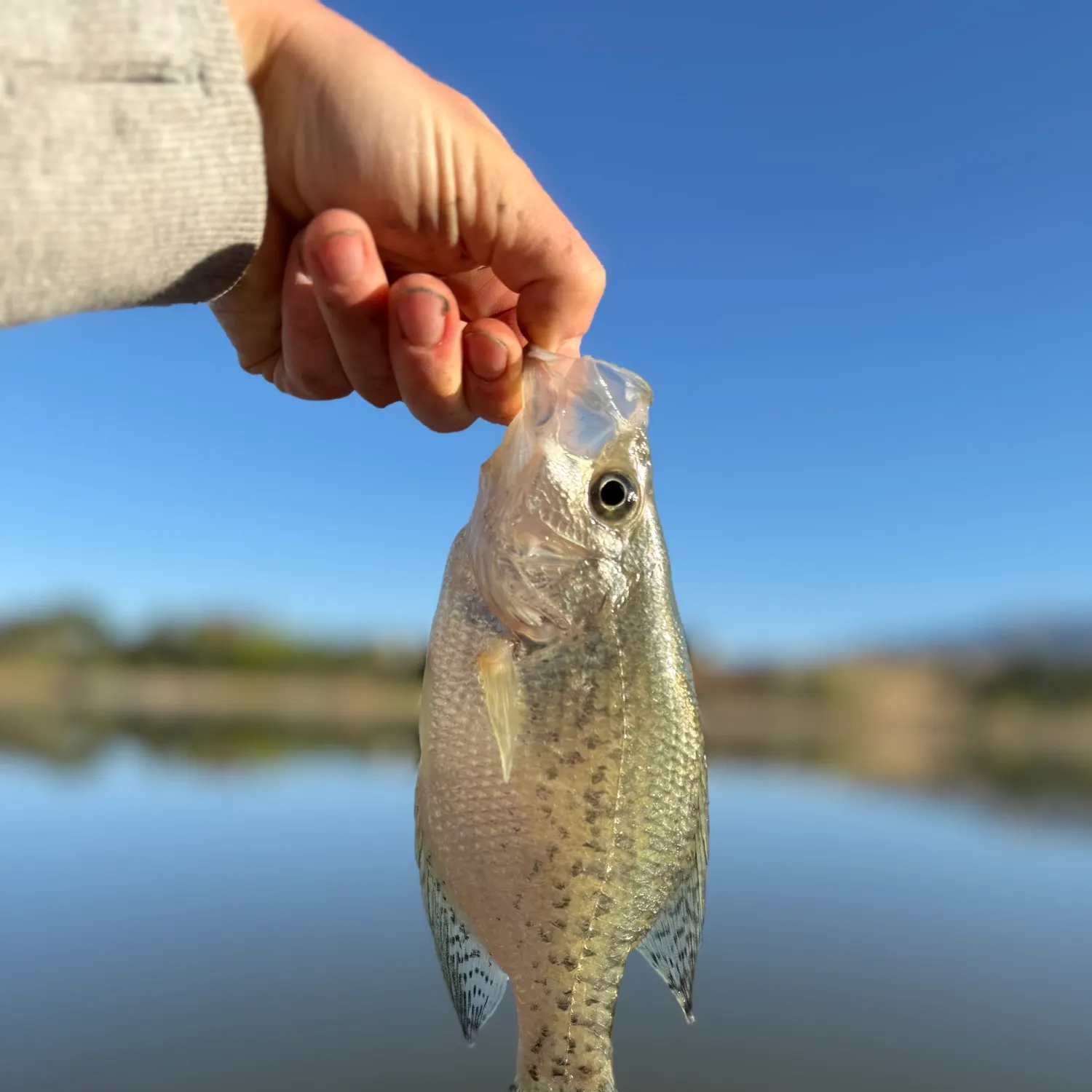 Black crappie caught on Fishbrain
