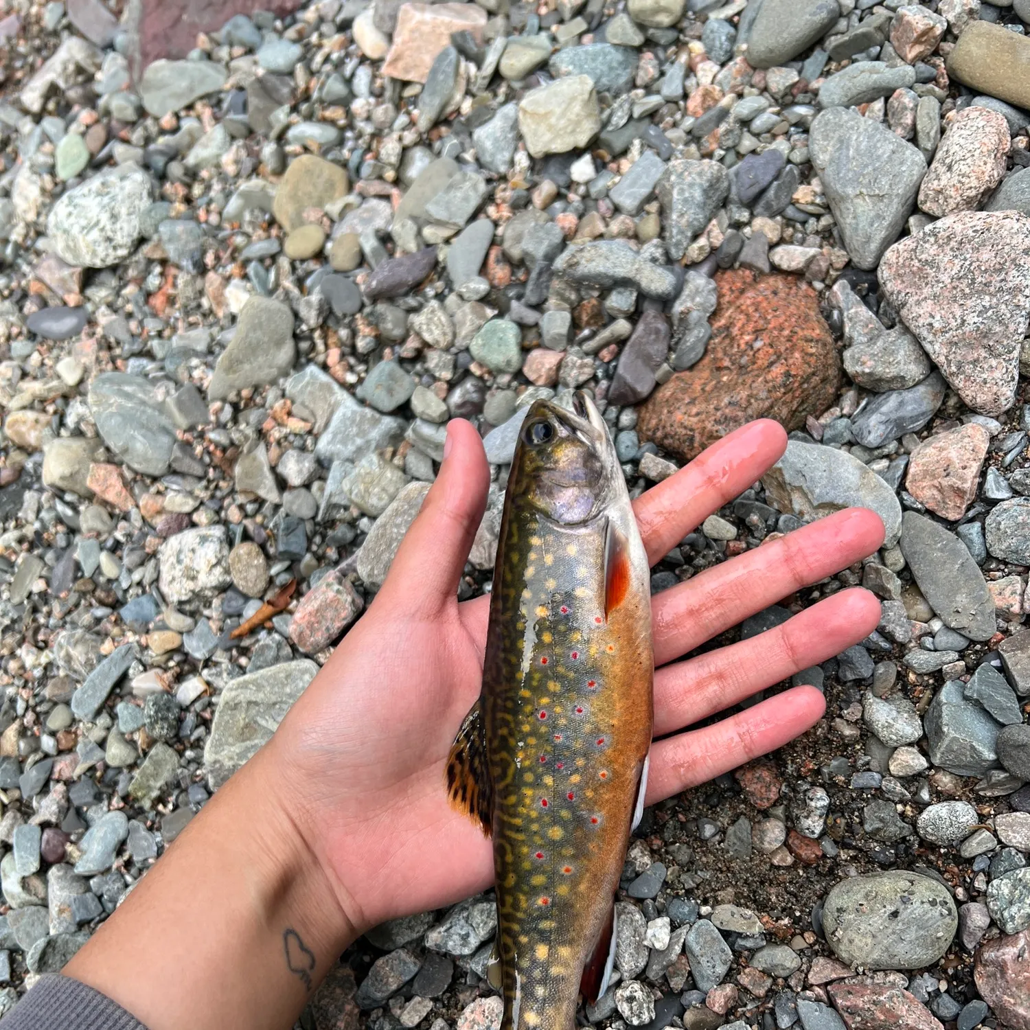 Brook trout caught on Fishbrain