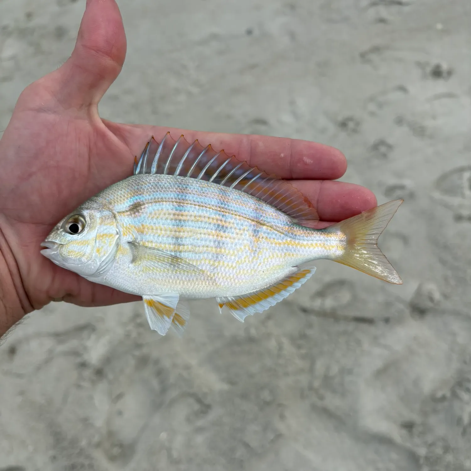 Pinfish caught on Fishbrain