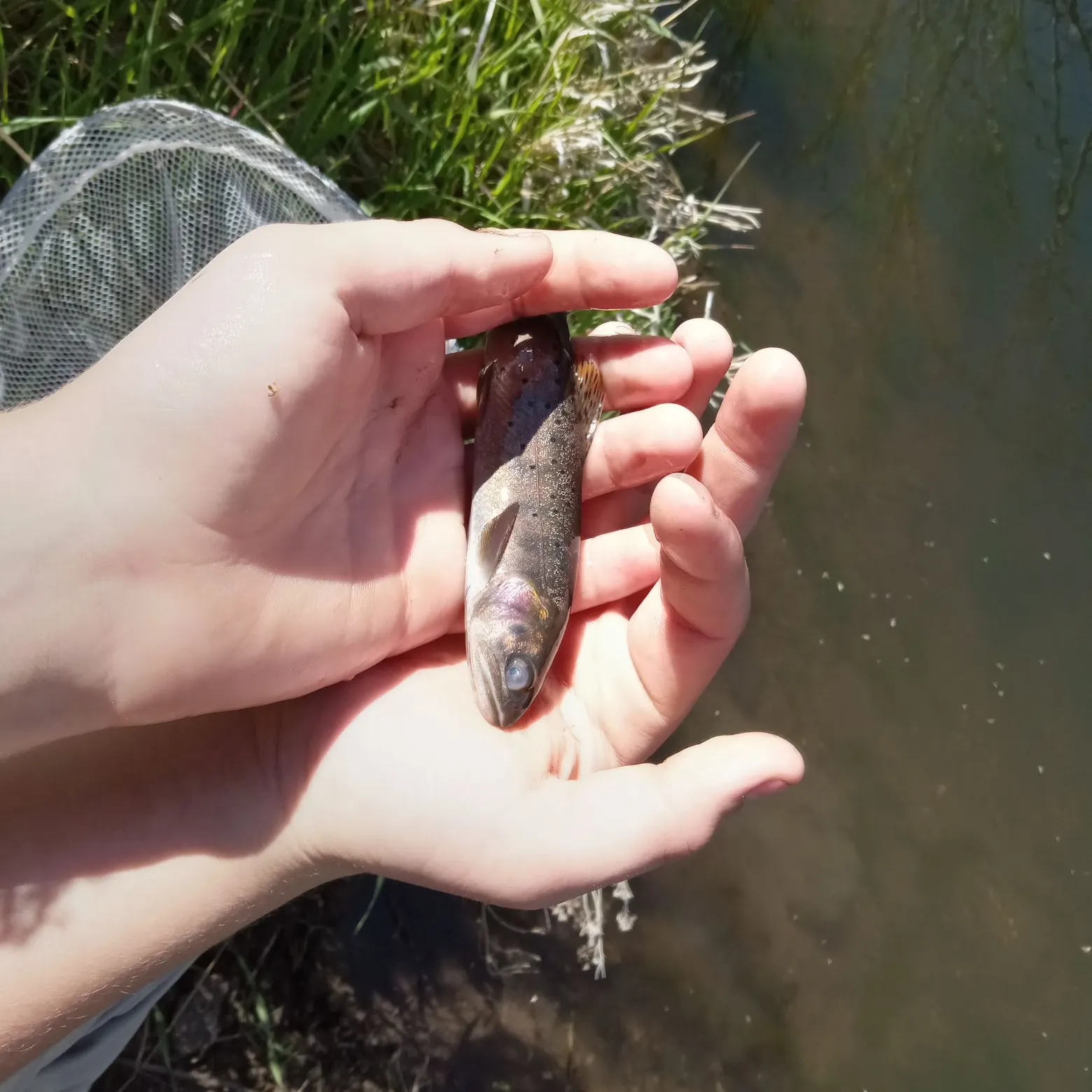 The most recent Yellowstone cutthroat trout catches on Fishbrain