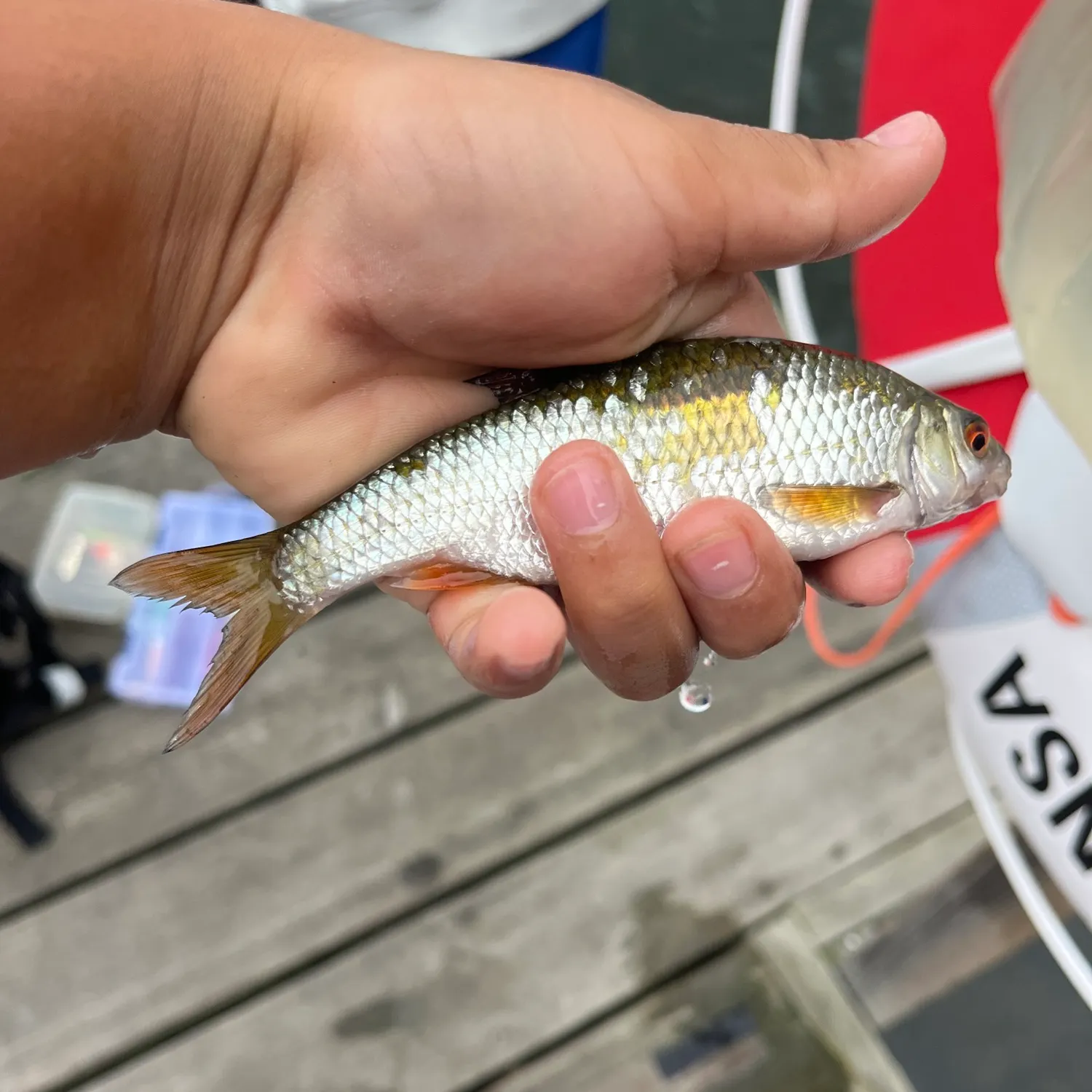 Common roach caught on Fishbrain