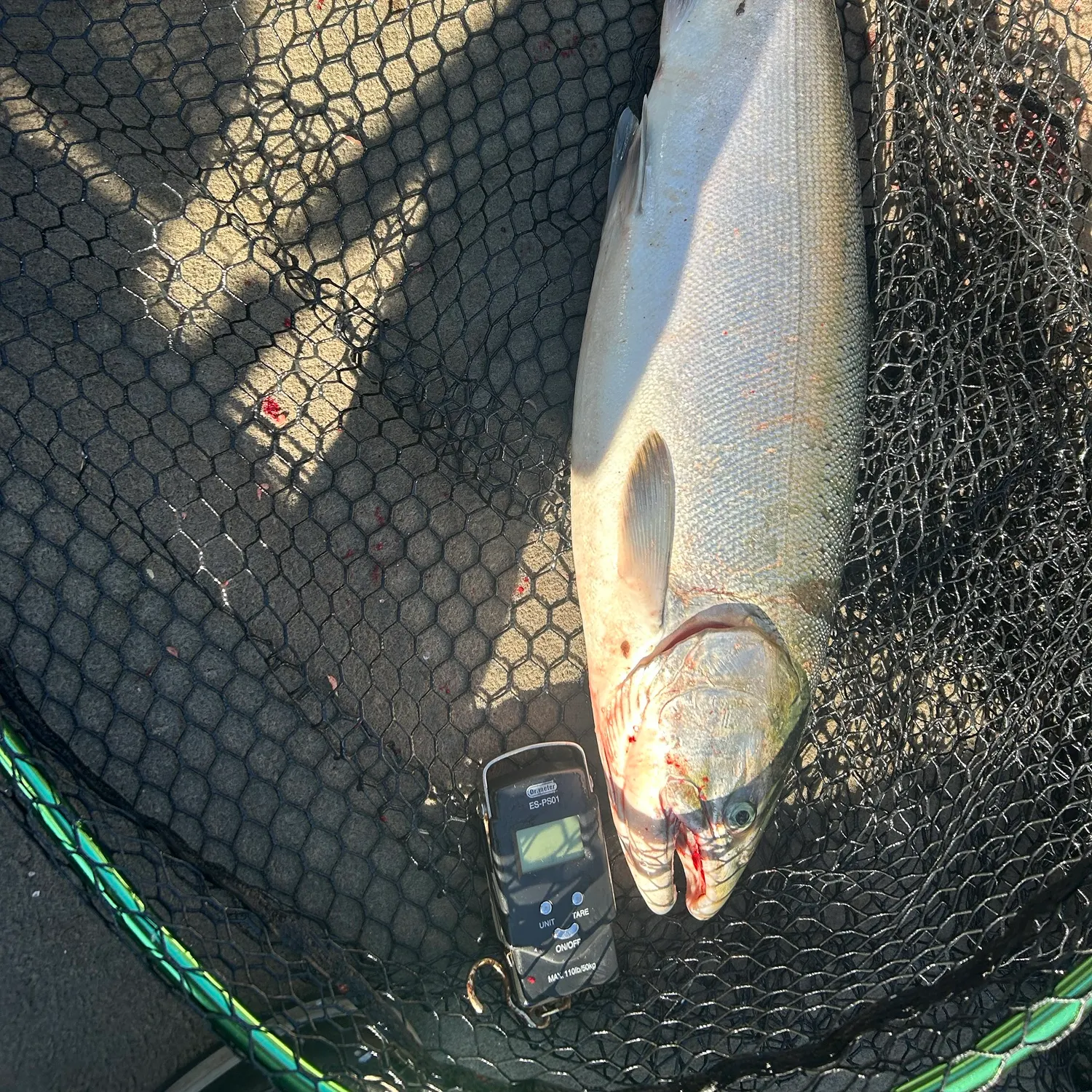 Coho salmon caught on Fishbrain