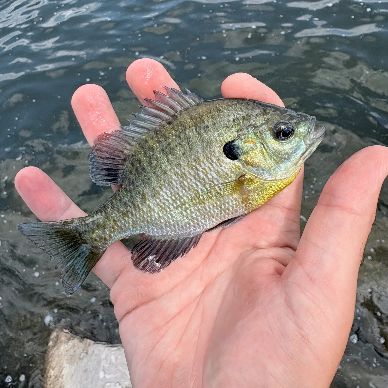Bluegill caught on Fishbrain
