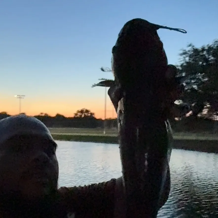 Channel catfish caught on Fishbrain