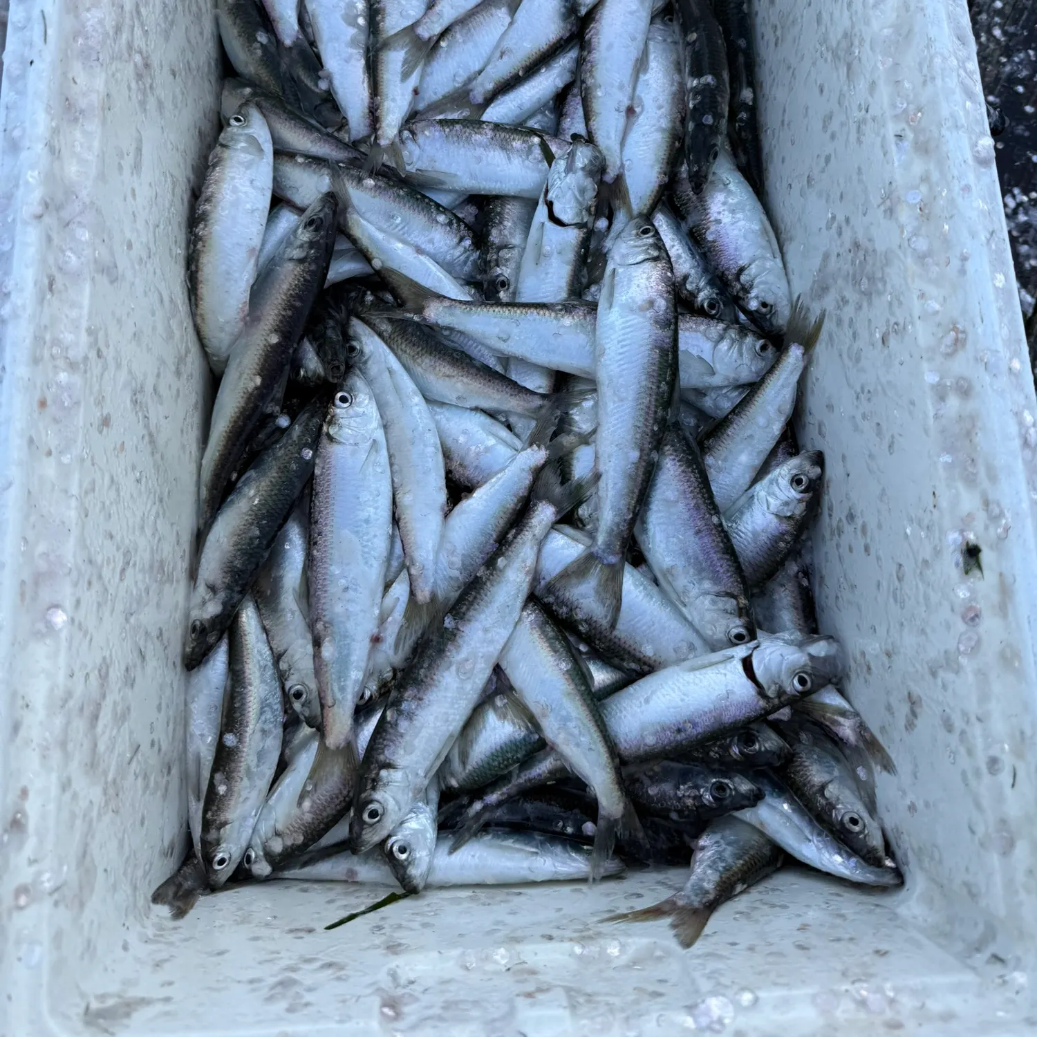 The most recent Pacific herring catches on Fishbrain