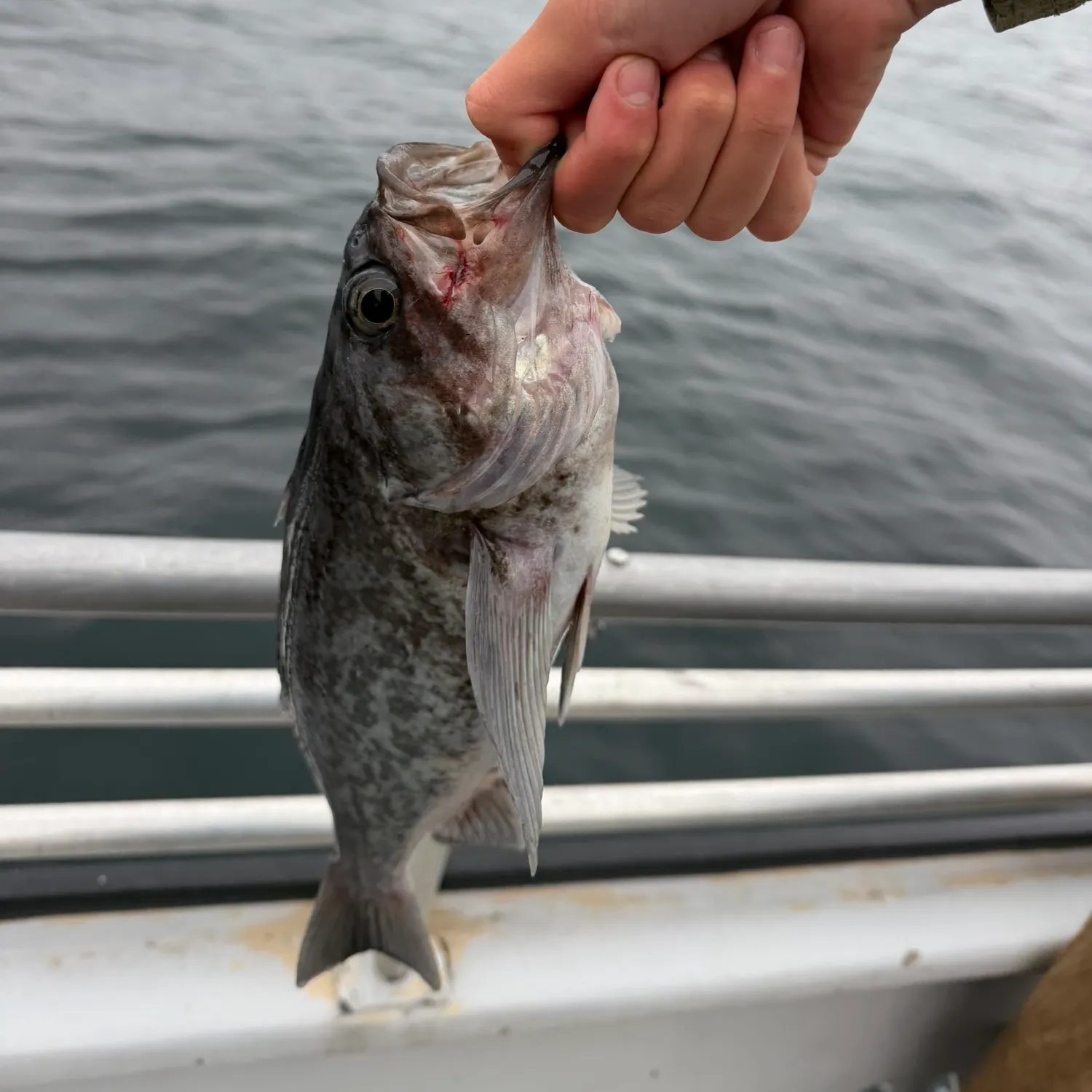 Blue rockfish caught on Fishbrain