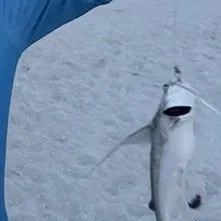 Gafftopsail sea catfish caught on Fishbrain