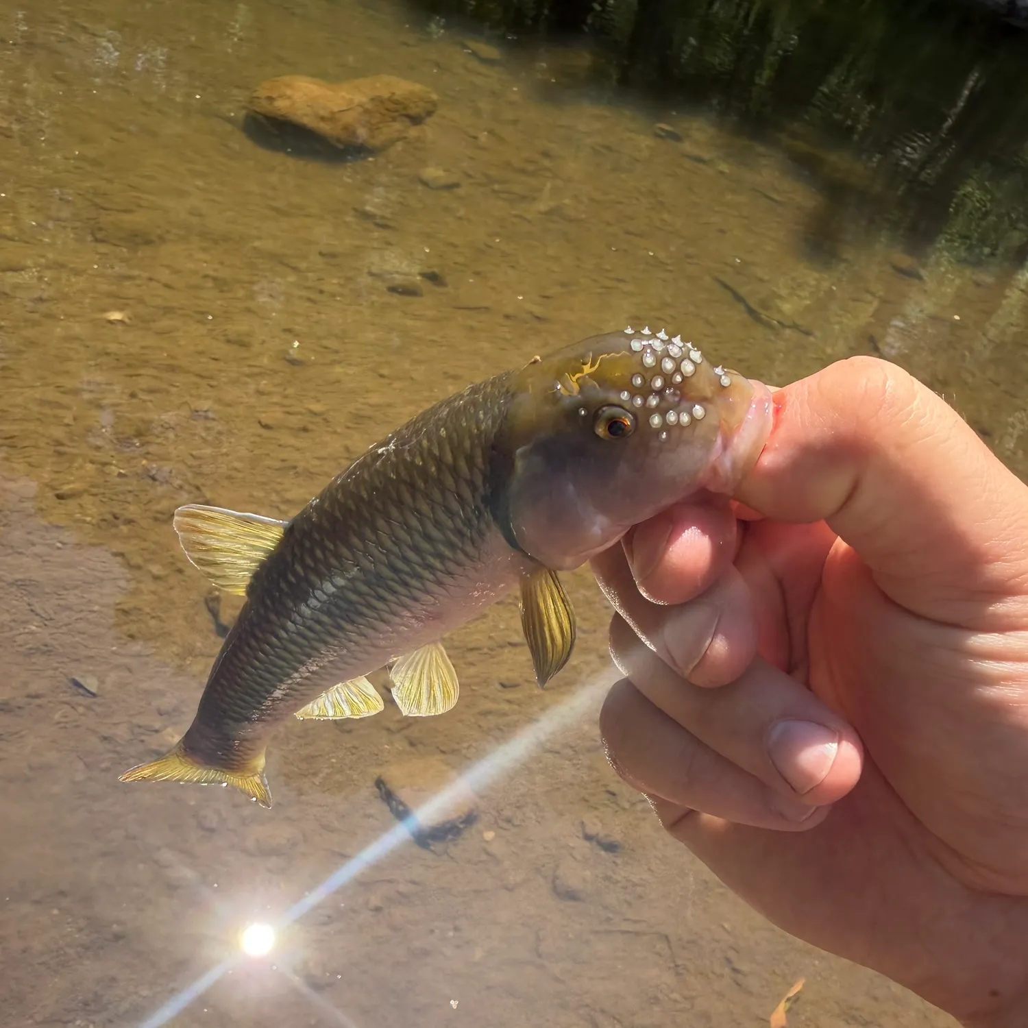 The most recent River chub catches on Fishbrain