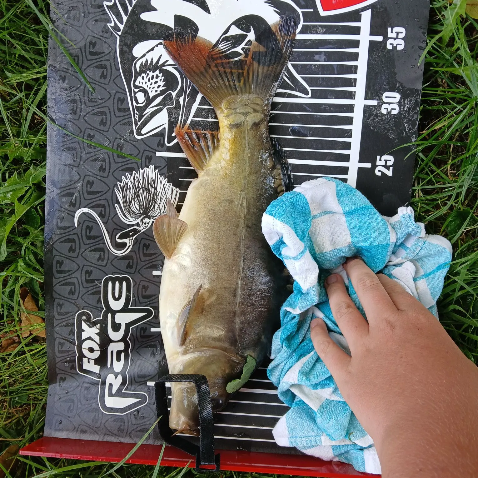 Common carp caught on Fishbrain