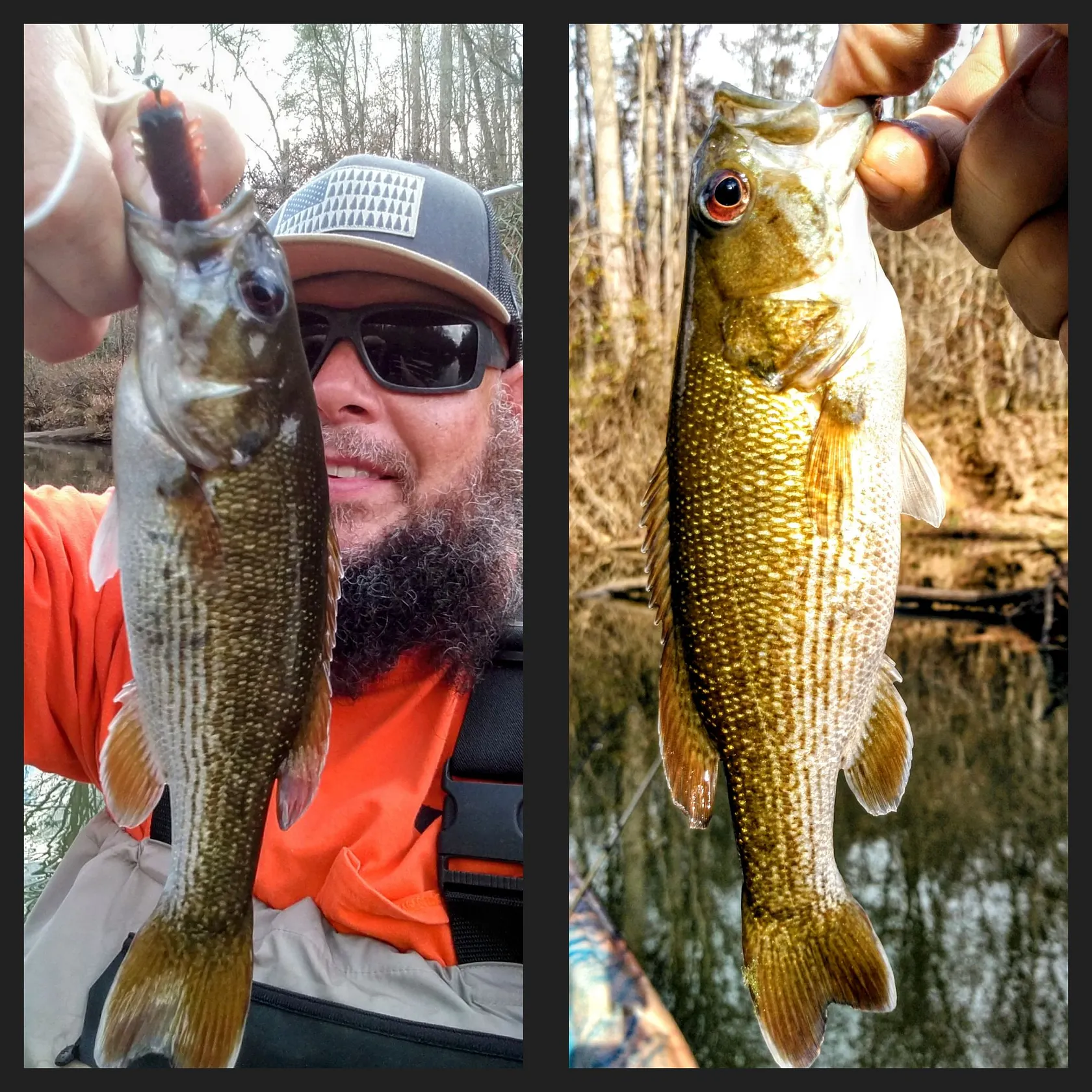 The most recent Redeye bass catches on Fishbrain