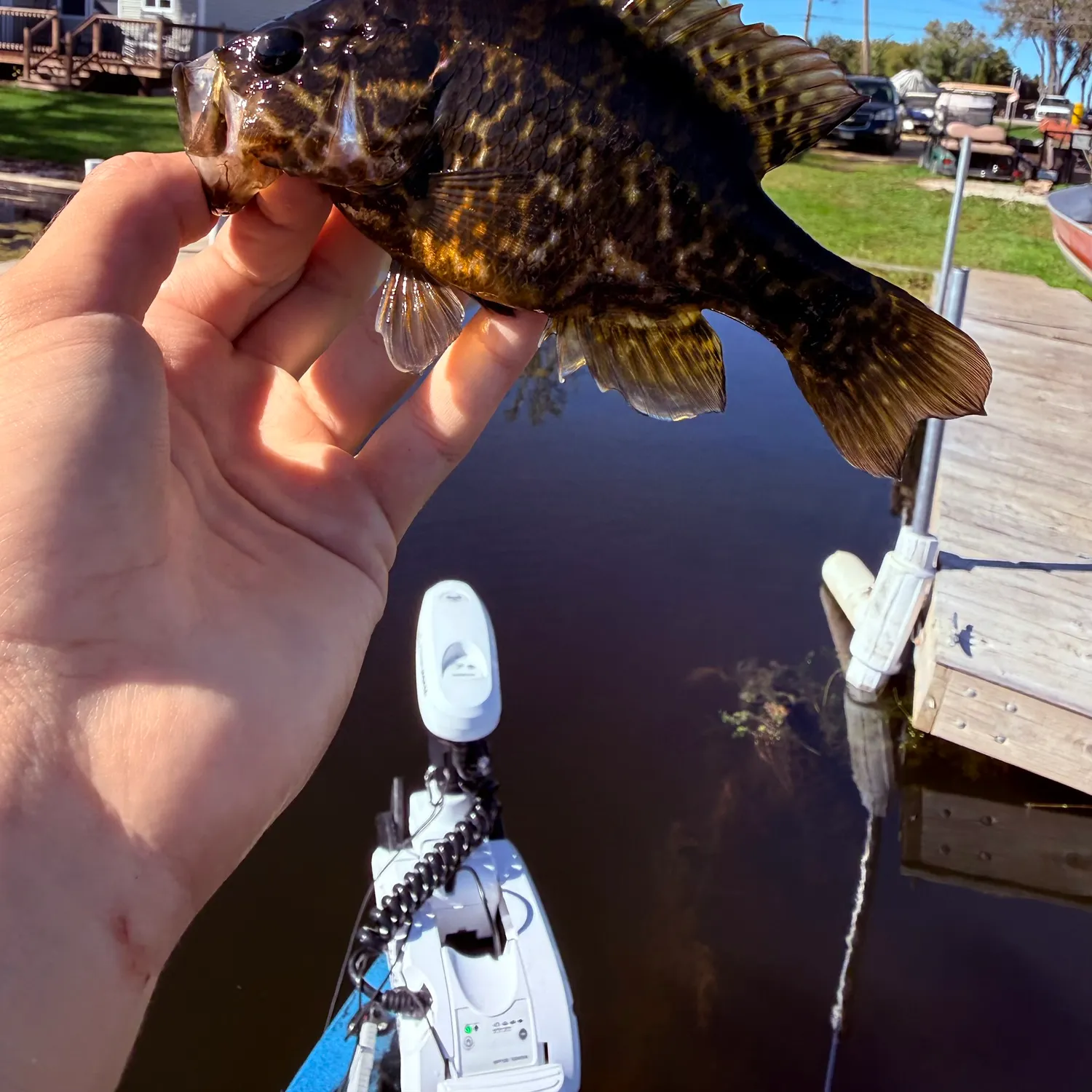 Warmouth caught on Fishbrain