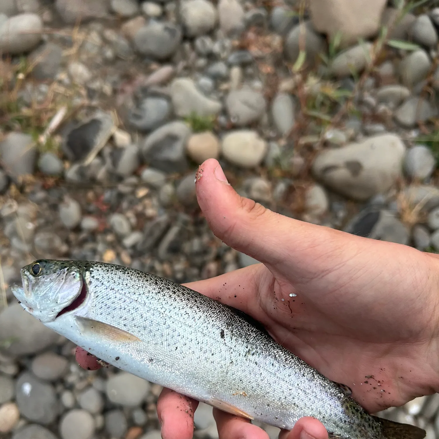 Coastal cutthroat trout caught on Fishbrain