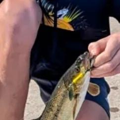 The most recent Sacramento pikeminnow catches on Fishbrain