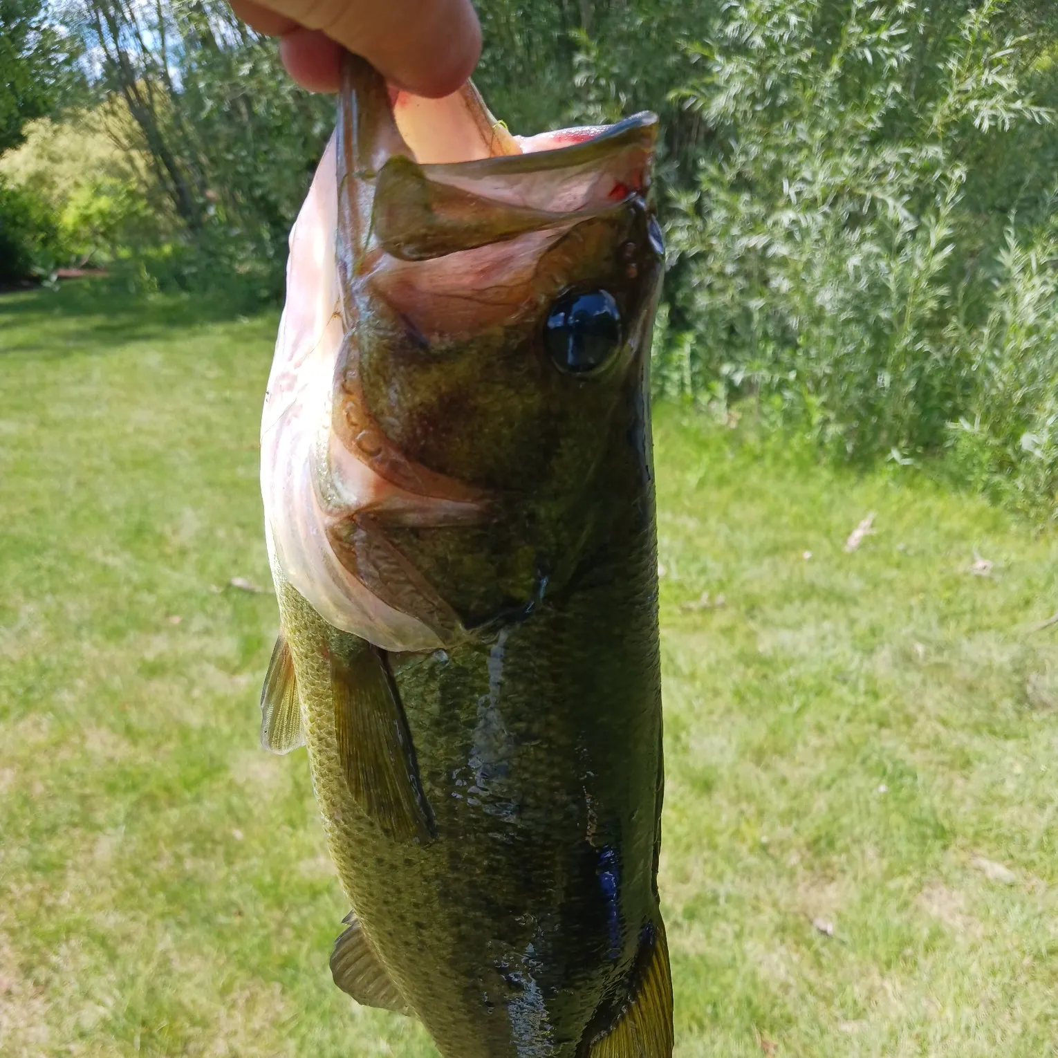 Largemouth bass caught on Fishbrain