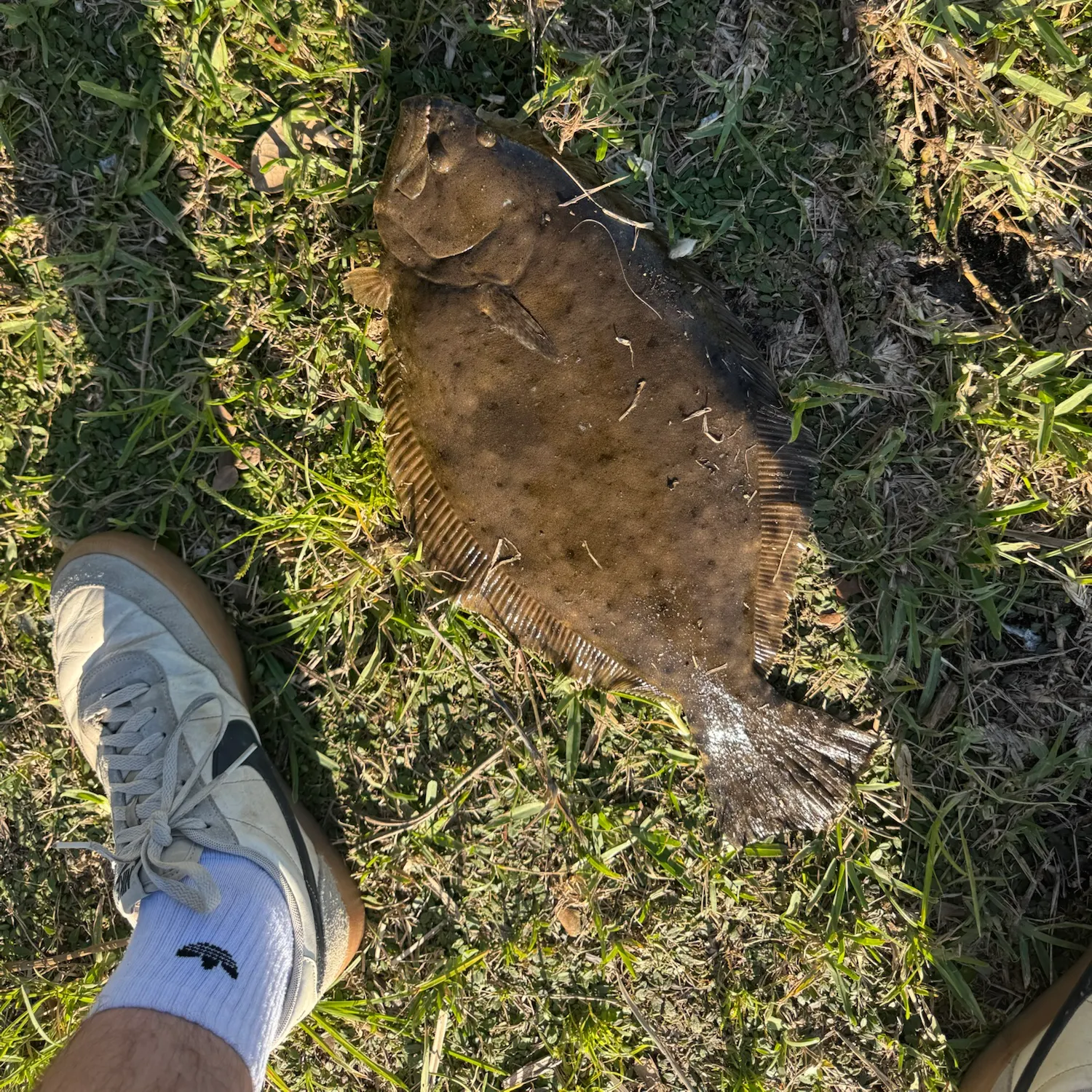 Summer flounder caught on Fishbrain