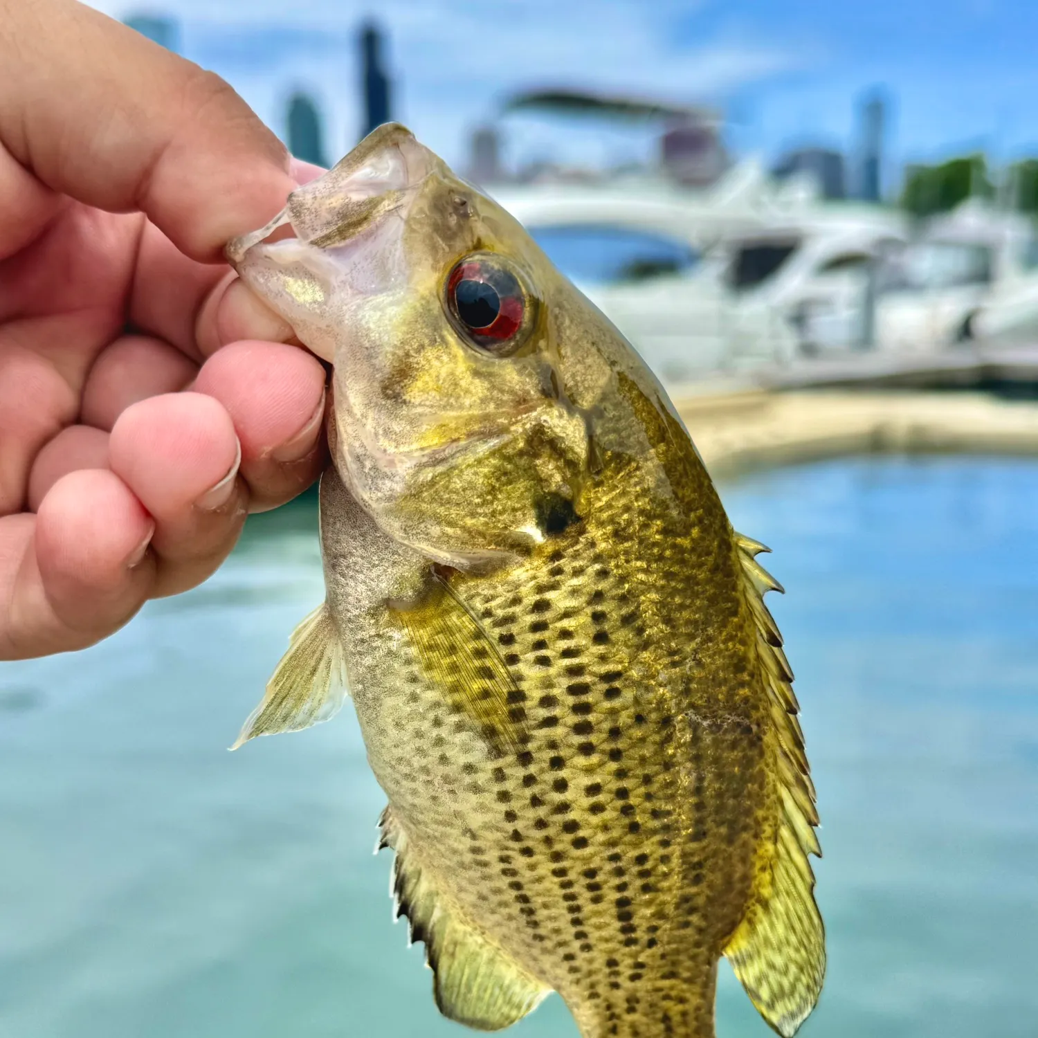 catch