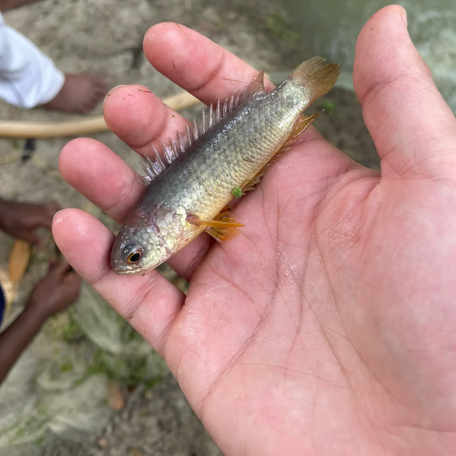 The most recent Climbing perch catches on Fishbrain