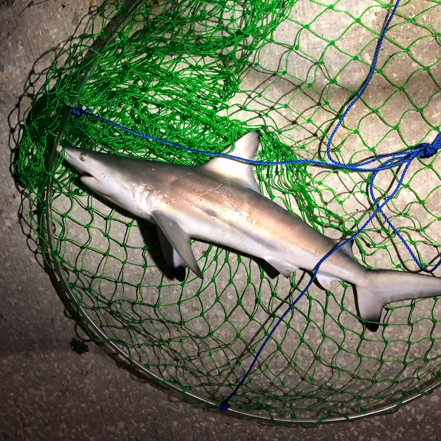 Blacktip shark caught on Fishbrain