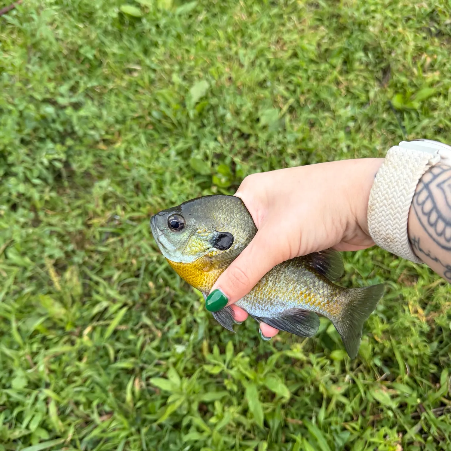 Bluegill caught on Fishbrain