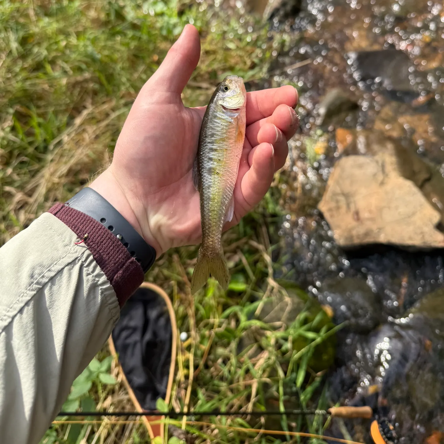 Creek chub caught on Fishbrain