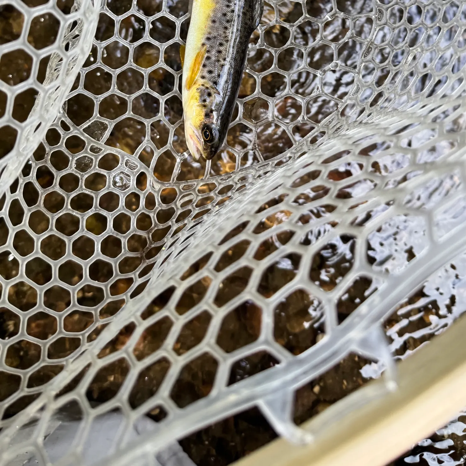Brown trout caught on Fishbrain