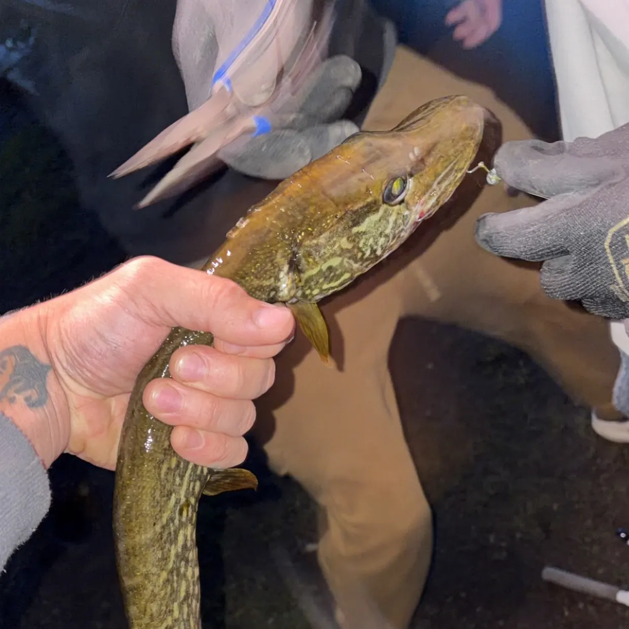 recently logged catches