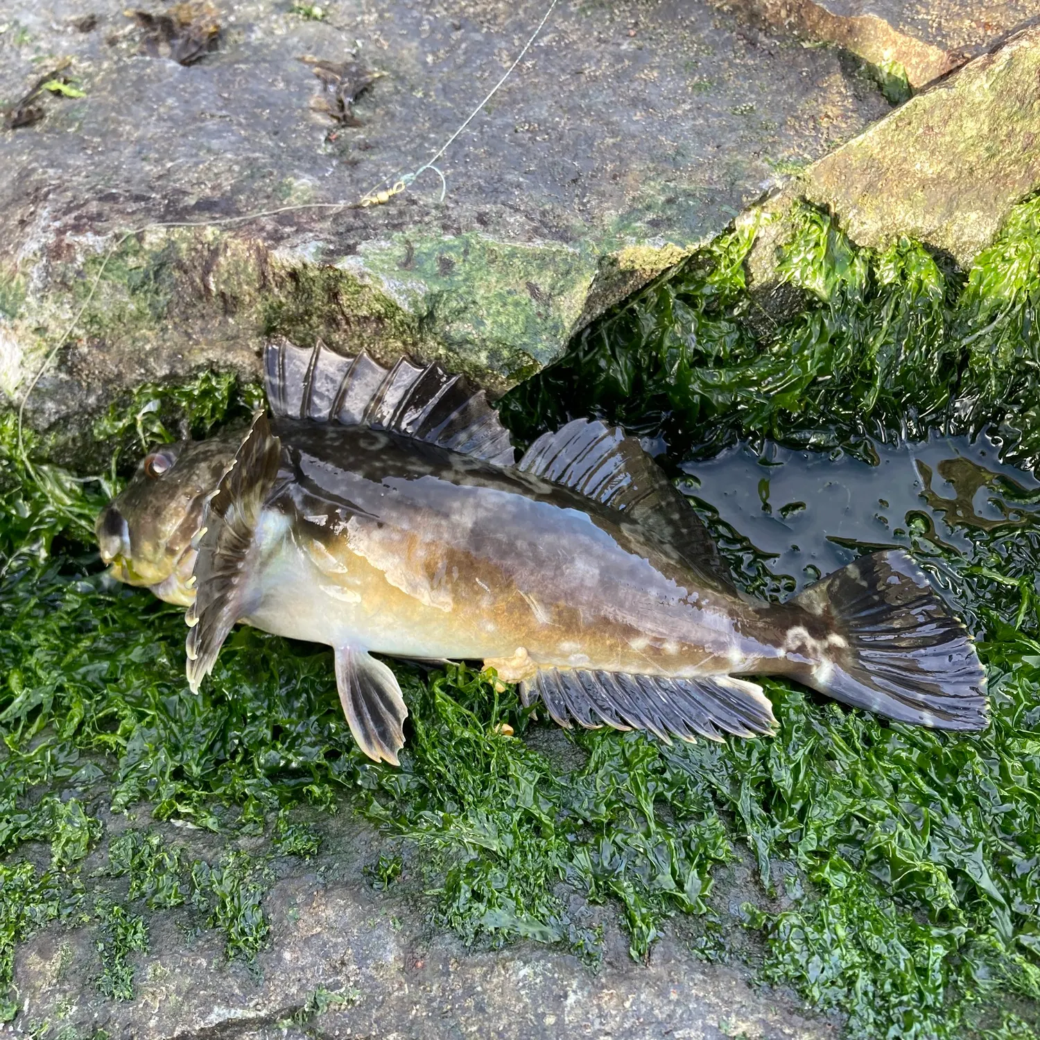 The most recent Cabezon catches on Fishbrain