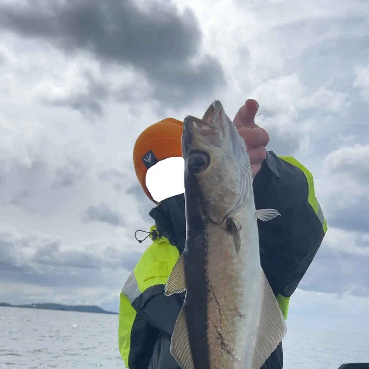 The most recent Pollack catches on Fishbrain
