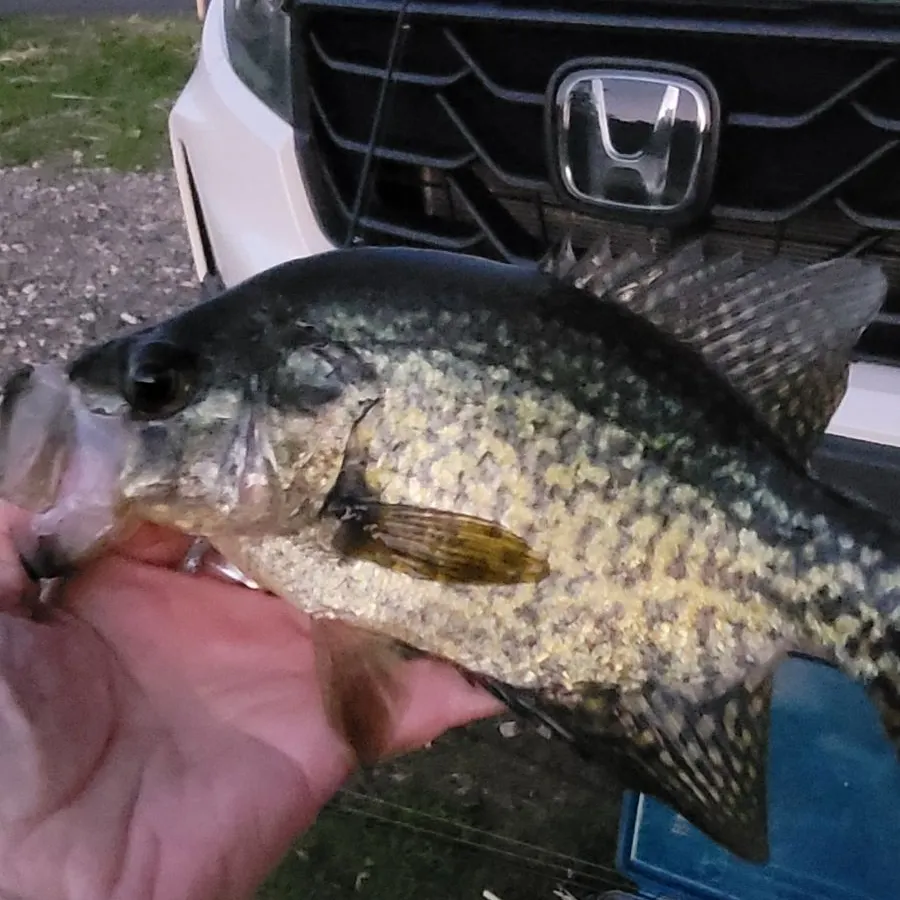Black crappie caught on Fishbrain