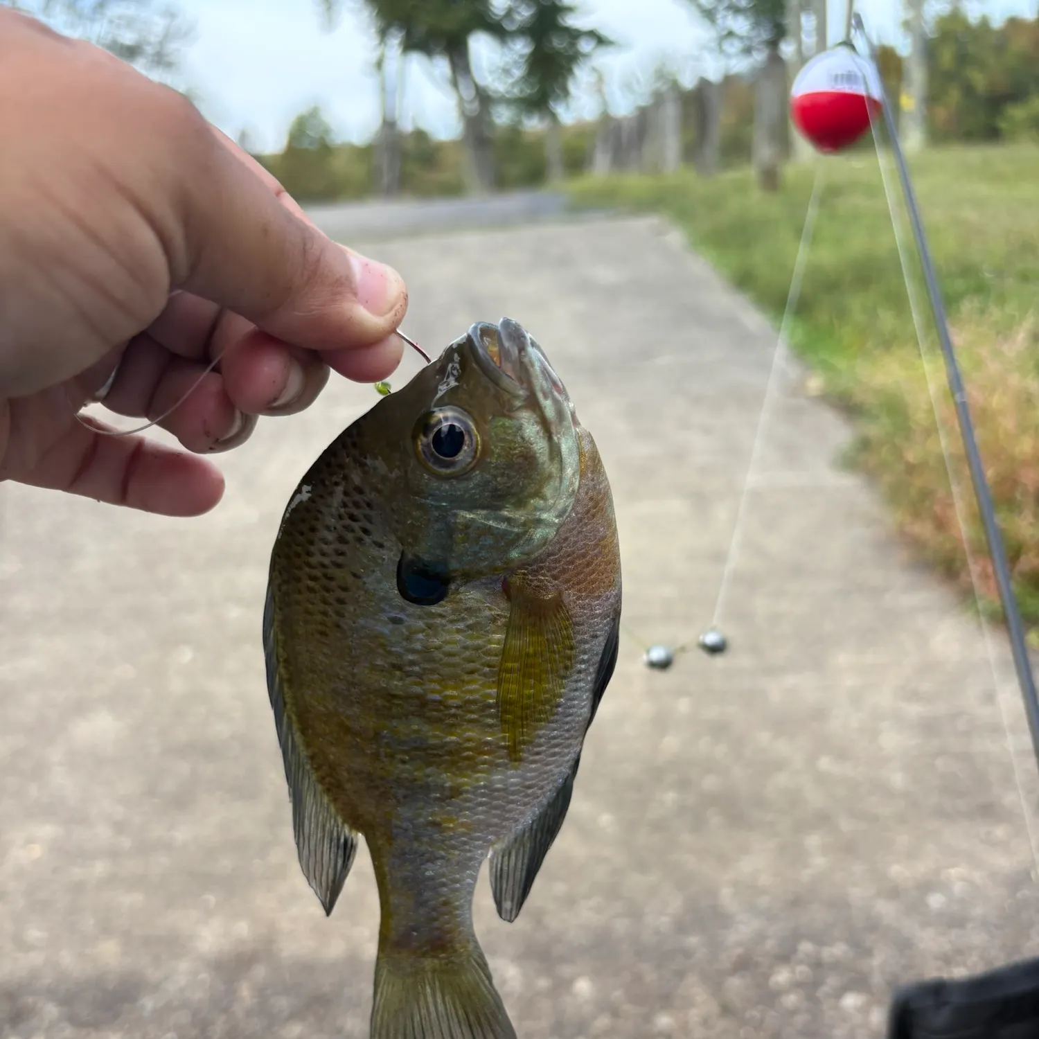 catch
