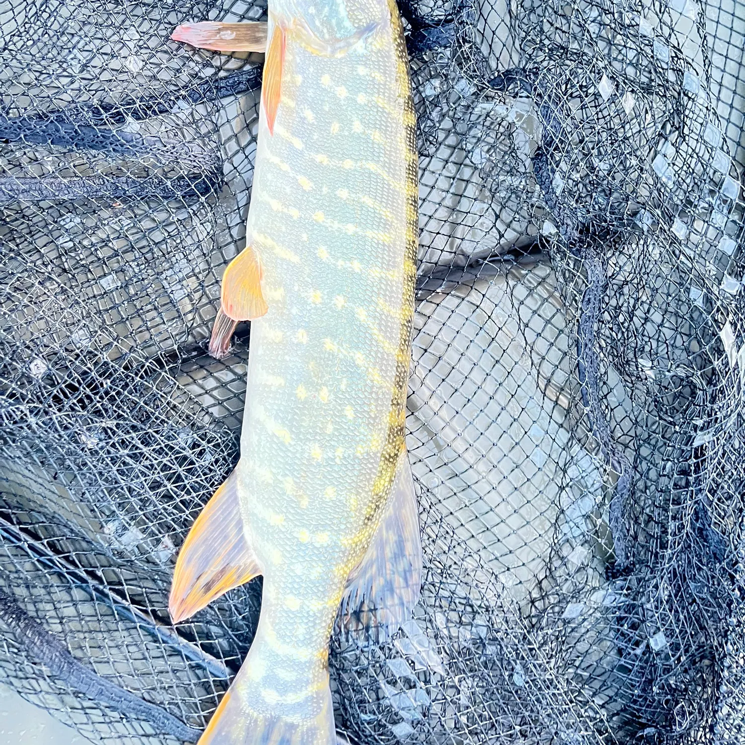 Northern pike caught on Fishbrain