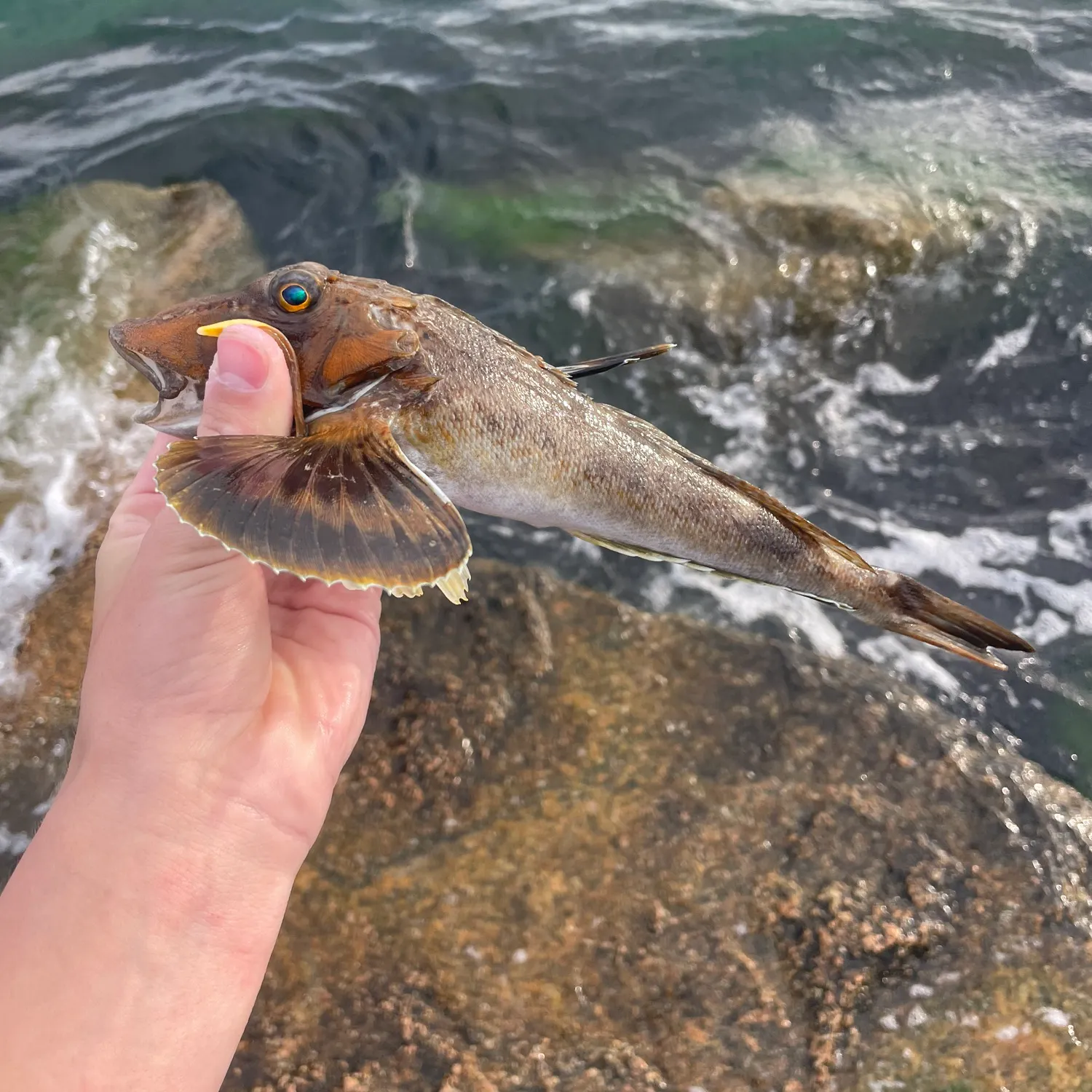 The most recent Northern searobin catches on Fishbrain