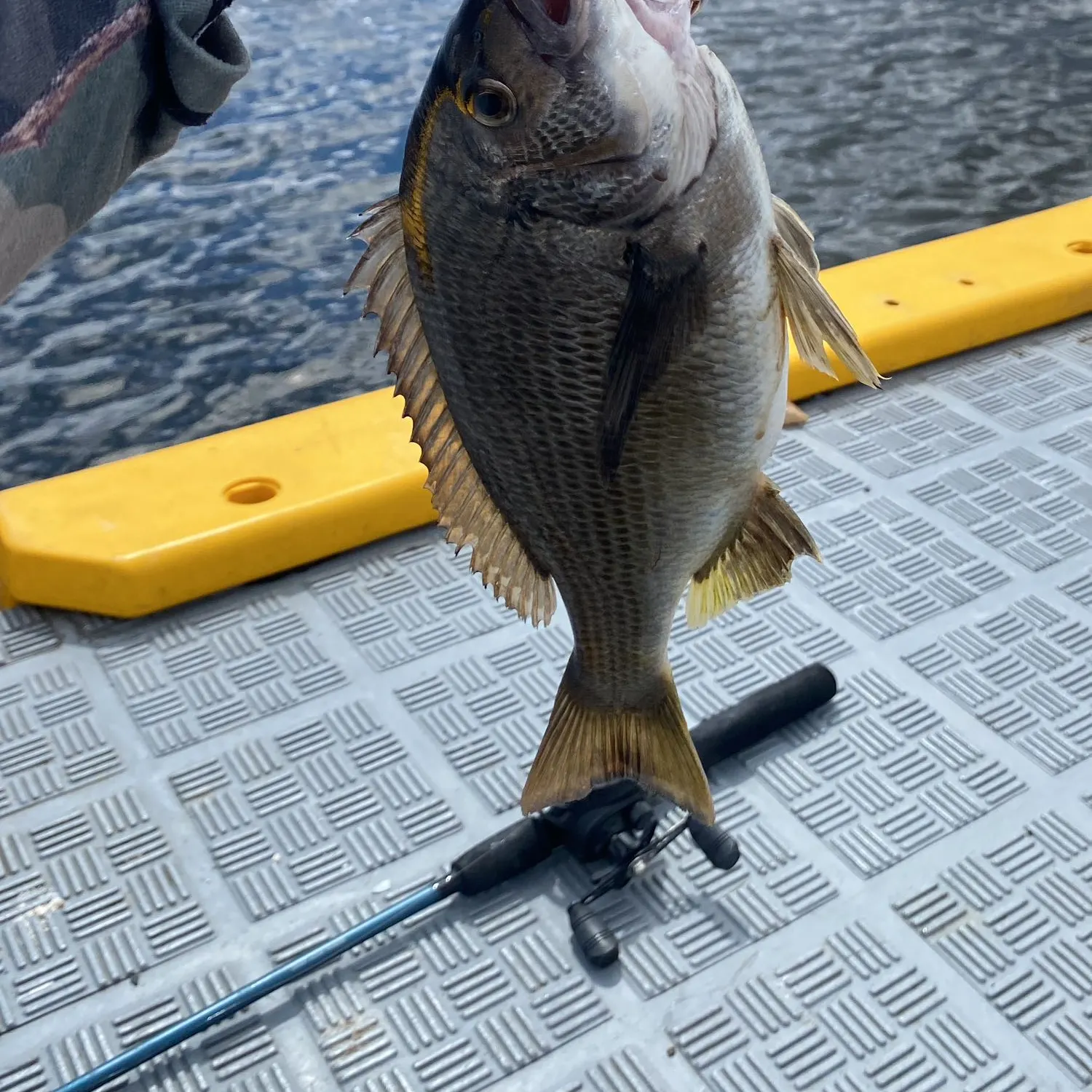 Southern black bream caught on Fishbrain