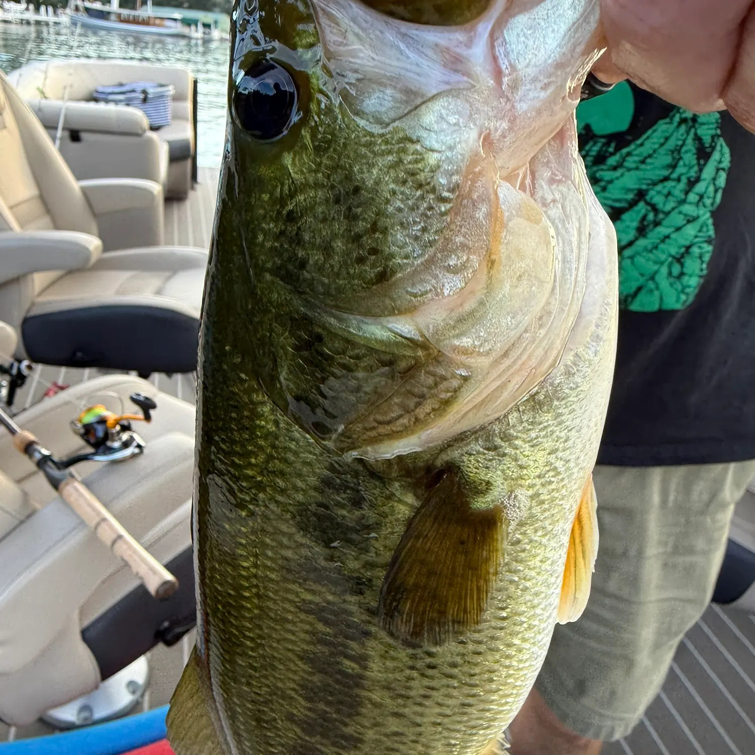 Largemouth bass caught on Fishbrain
