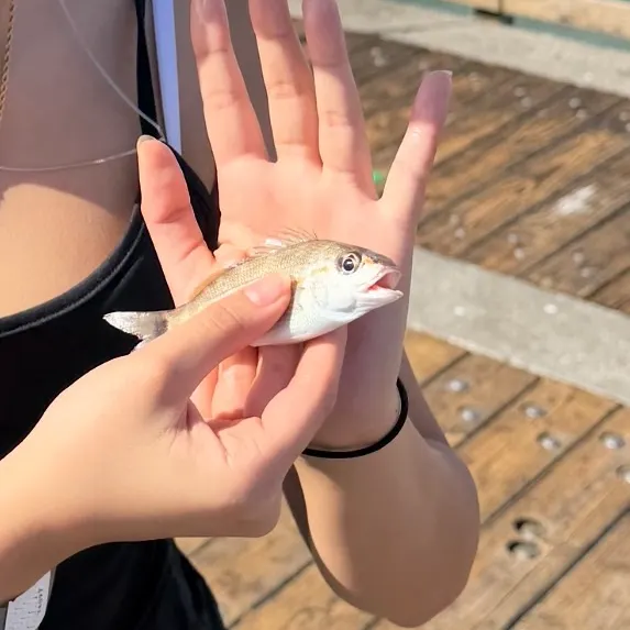 The most recent French grunt catches on Fishbrain